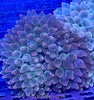 Fancy asst’d Bubble Tip Anemone