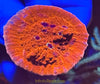 Fancy Assorted Ultra Chalice Coral