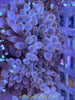 Bubble Tip Anemone (basic)