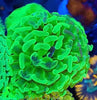 Metallic Ultra Green Australian Hammer Coral