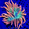 Super Rainbow Rose Bubble Tip Anemone
