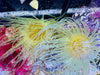 Mixed Color Tube Anemones (Md/Lg)