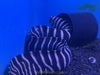 Zebra Moray Eel - Reef Safe