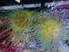 Mixed Color Tube Anemones (Md/Lg)