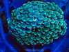 Super SALE Green Bubble Tip Anemone (2-Pack)