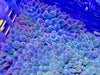 Pink Tip Bubble Tip Anemone 2-3”
