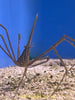 Arrow Crab