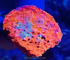 Fancy Assorted Ultra Chalice Coral