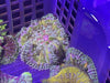 Standard grade Mini Maxi Carpet Anemone 1-3”