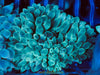 Super SALE Green Bubble Tip Anemone (2-Pack)