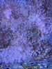 Bubble Tip Anemone (basic)