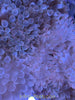 Bubble Tip Anemone (basic)