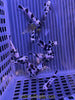 Black Storm Clowns Pair - assorted