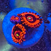 Darth Maul Paly / Zoanthid Frag