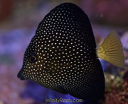 Gem Tang 4” (Madagascar)