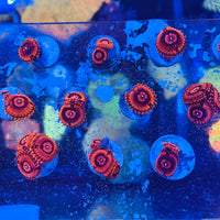 Darth Maul Paly / Zoanthid Frag