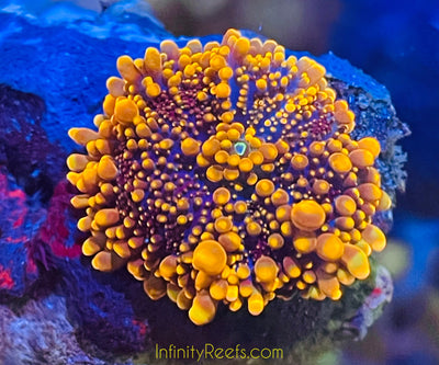 Godzilla Mushroom