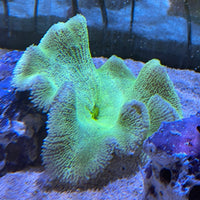 Carpet Anemone Haddoni Greens