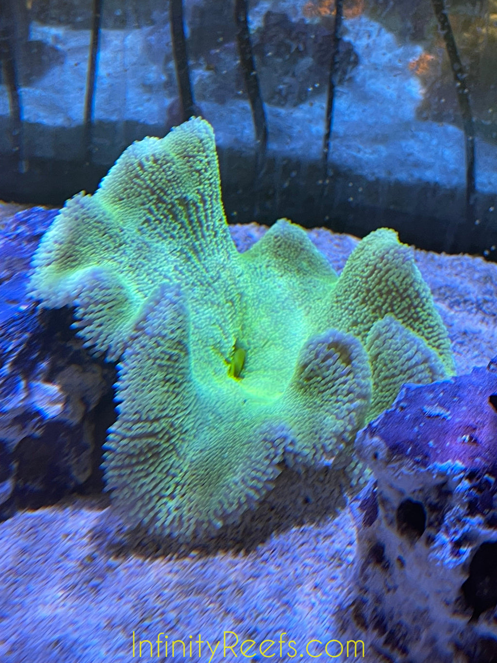 Carpet Anemone Haddoni Greens