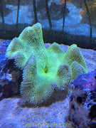 Carpet Anemone Haddoni Greens