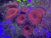 Red Death Paly Zoanthids