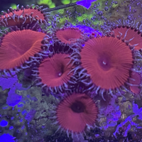 Red Death Paly Zoanthids