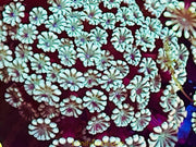Alveopora Frags