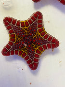 West African Biscuit Starfish Ultra Color