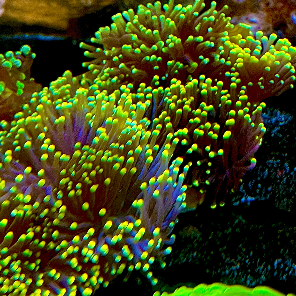 Western Australia Rasta Torch Coral (1-head)