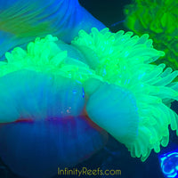 Highlighter Bubbletip Anemones