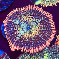 Bride of Frankenstein Mushroom Coral