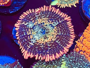 Bride of Frankenstein Mushroom Coral