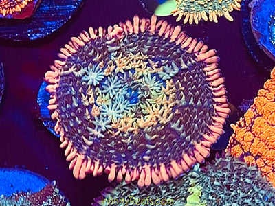 Bride of Frankenstein Mushroom Coral