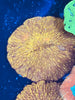 Golden Fungia Coral Lg 4”