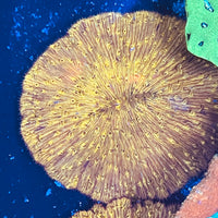 Golden Fungia Coral Lg 4”