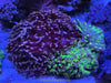 Indo 2-tone branch hammer coral garden