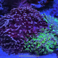 Indo 2-tone branch hammer coral garden