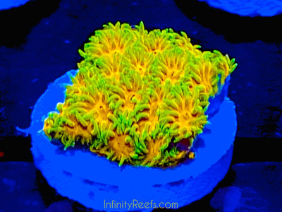 John Deere Leptastrea Coral Frag