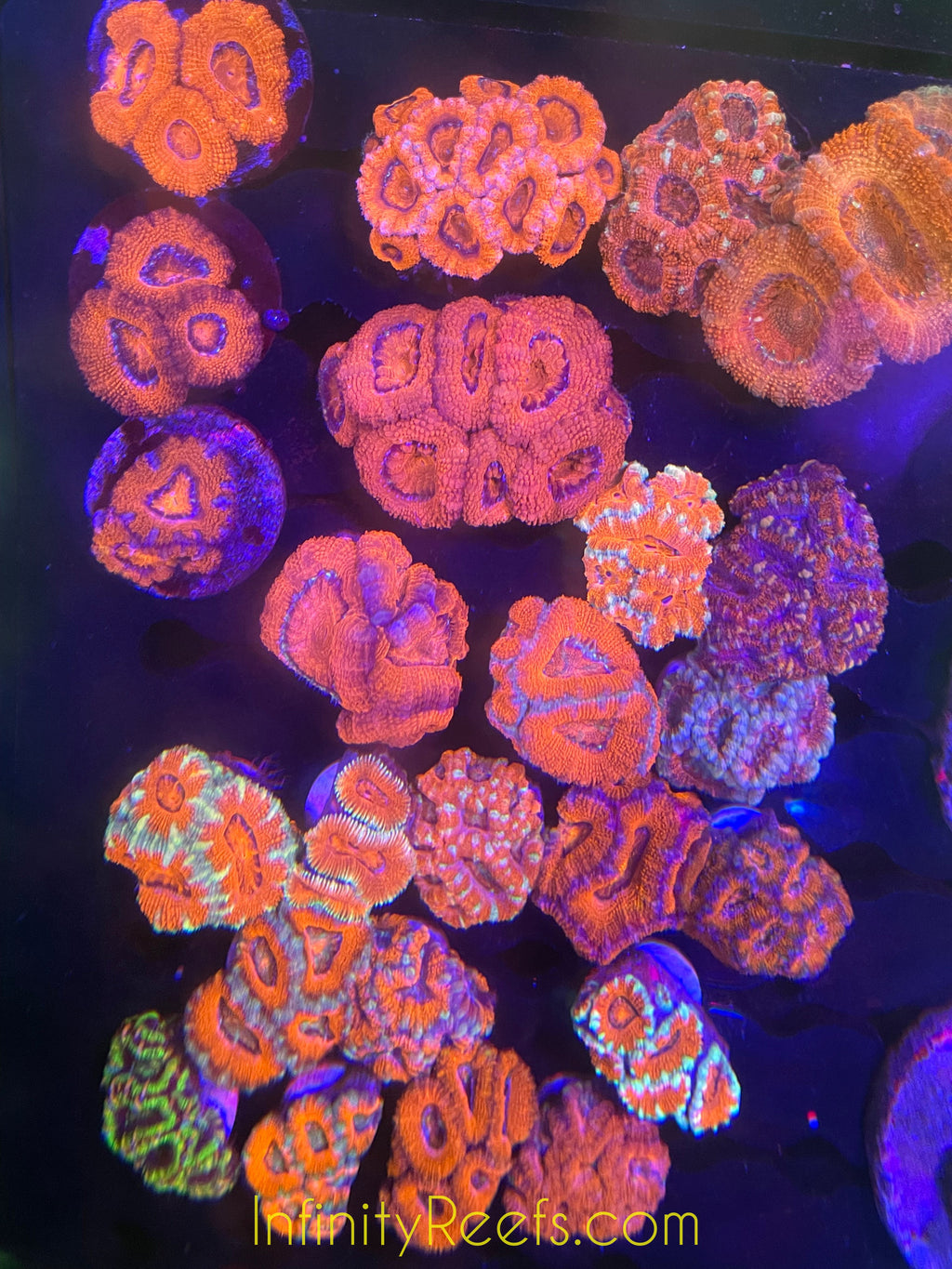 Acan Minis 1-2”