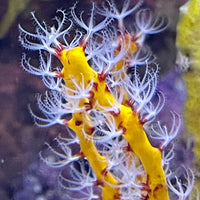 Yellow Gorgonian