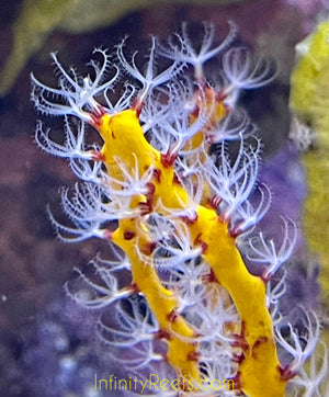 Yellow Gorgonian