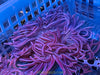 Peppermint Long Tentacle Anemone