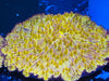 Golden Fungia Coral Lg 4”