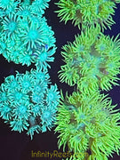 Australian Green Goniopra Coral Frag