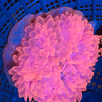 Wild Red ultra Rose Bubble tip Anemone