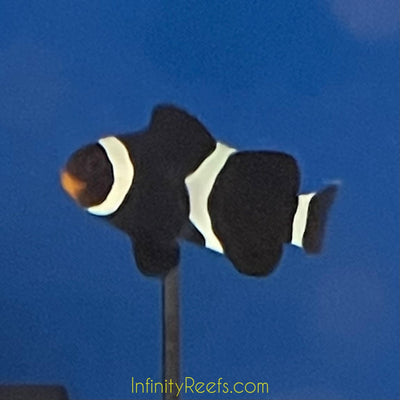 Black Darwin Clown Fish (aqua cultured)