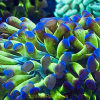 Purple Top Green Hammer Coral 2”