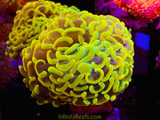 Malaysian True Yellow Hammer Coral