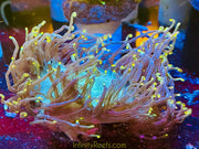 Rare Yellow Tip Elegance Coral