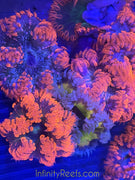 Rock Flower Anemones